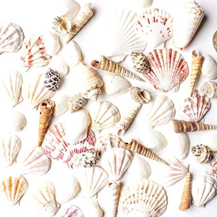 sea-shells